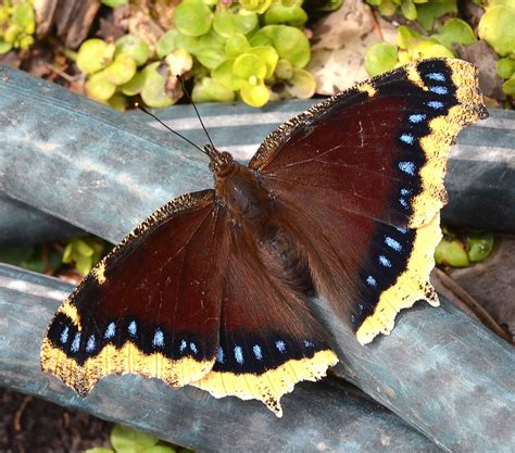 Mourning Cloak (Nymphalis antiopa) | Beautiful butterfly photography ...