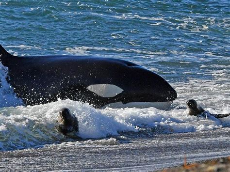 This incredible footage shows how killer whales hunt their prey in Argentina | Guernsey Press