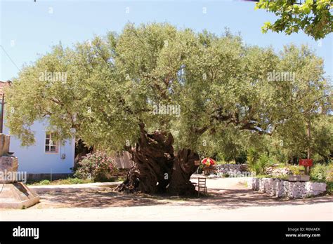 olive tree,about 2000 years old,in exo hora,greece,one of the oldest trees in the world Stock ...