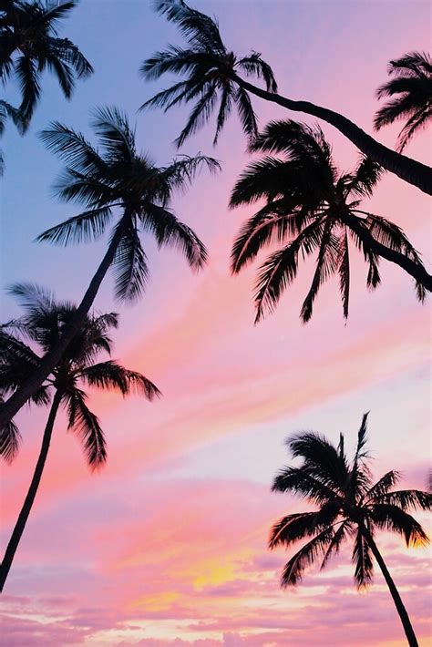 "Pink Sunset Palm Trees" by newburyboutique | Redbubble