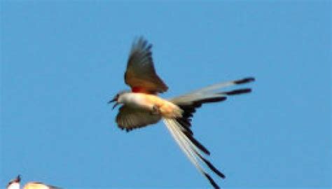 Scissor Tail Flycatcher