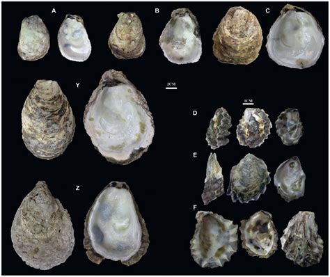 Taxonomic Classification of Three Oyster (Ostreidae) Species from Myanmar