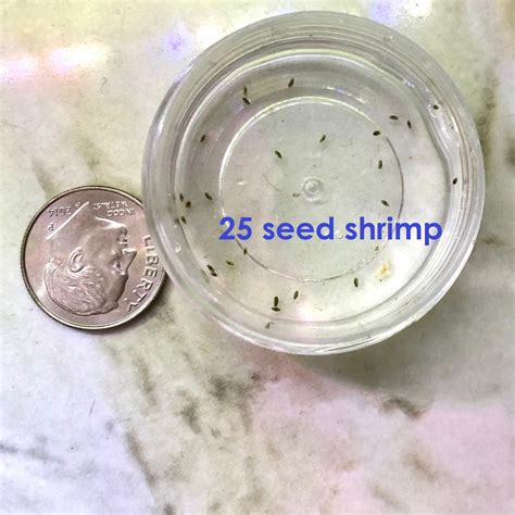 50 Live Freshwater Seed Shrimp Culture Ostracods 1mm Size | Etsy