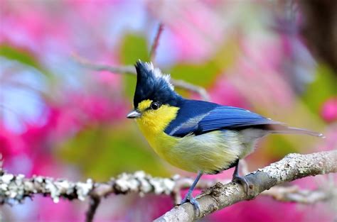 Download Passerine Bird Animal Titmouse HD Wallpaper