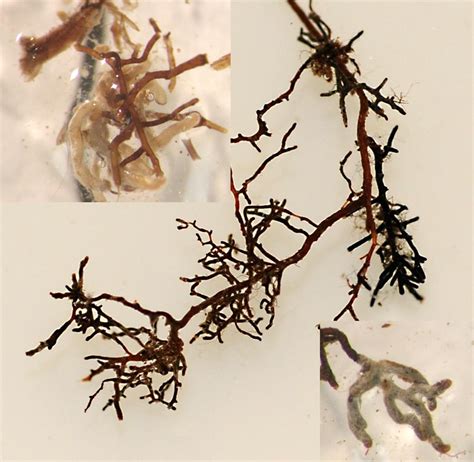 Genomics of Orchid Mycorrhizal Associations | Smithsonian Environmental Research Center