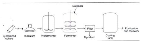 Penicillin: History, Structure, Production and Recovery