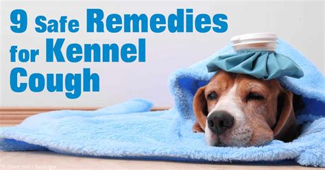 Nine Natural Remedies for Kennel Cough