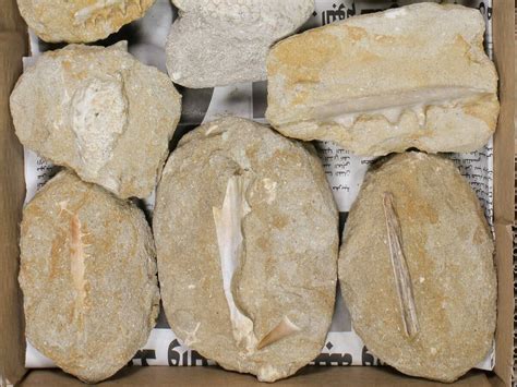 Flat: Cretaceous Marine Vertebrate Fossils - 13 Pieces (#81326) For Sale - FossilEra.com