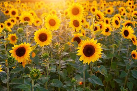 70 Interesting Sunflower Facts To Brighten Up Your Day | Facts.net