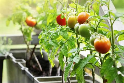 What is the Best Mulch for Tomatoes in Pots - Effective Gardening Tips - Gardening Dream