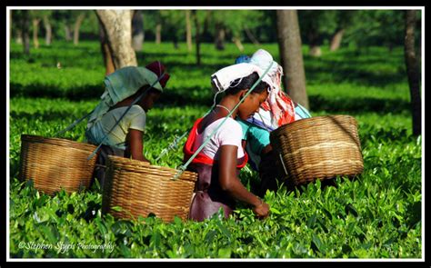 Tea tour in the oldest tea garden of Assam - Nexplore Travel