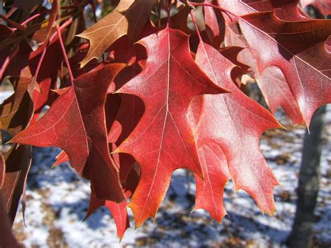 The Red Oaks of North America are in a group called "Black Oaks”.