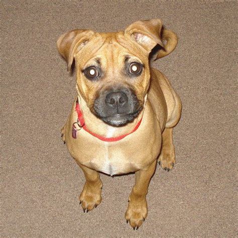 Pug Mixed With Pitbull | Followisobel