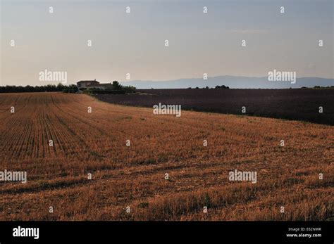 Lavender fields near Sainte Croix Du Verdon, Provence, France Stock Photo - Alamy