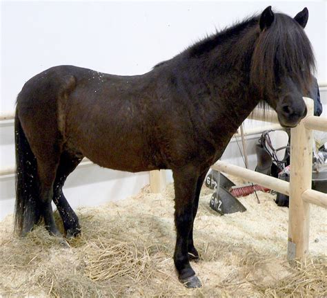 List of German horse breeds - Wikipedia