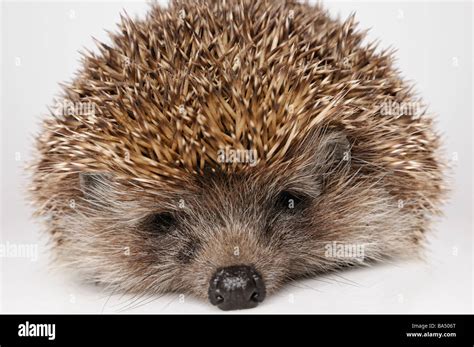 Sleeping hedgehog hi-res stock photography and images - Alamy