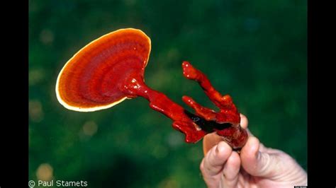 Reishi Lingzhi Mushroom Benefits Asthma, Diabetes, Liver, Hypertension ...