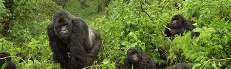 Predators of Mountain Gorillas | A Detailed Insight