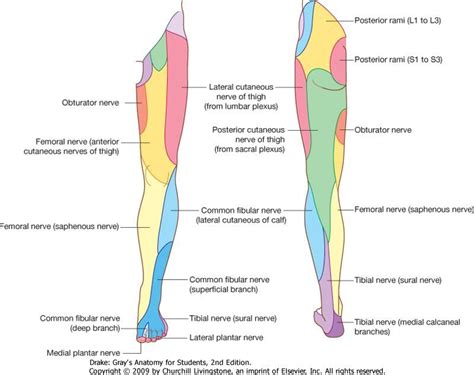 LL peripheral nerve distribution | Peripheral nerve, Nerve anatomy ...