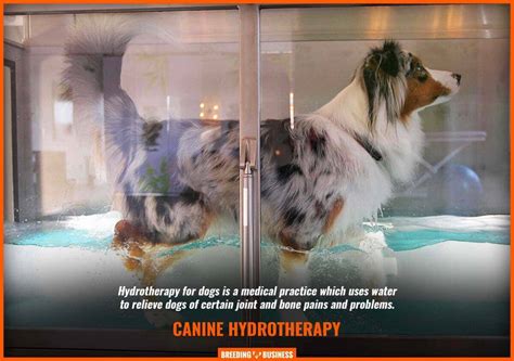 Hydrotherapy for Dogs – Guide, Benefits, Risks and Cost