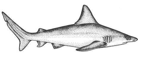 Sandbar shark Carcharhinus plumbeus - Lizzie Harper