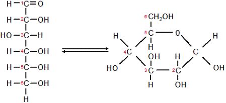 What is the molecular formula for glucose? How can its structural formula be described ...