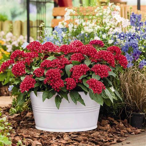 Pentas Seed - Pentas Graffiti Bright Red Flower Seeds