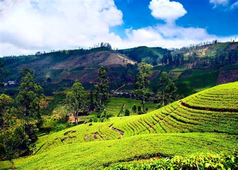 Visit Nuwara Eliya on a trip to Sri Lanka | Audley Travel US