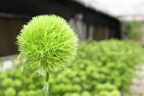 Dianthus 'Green Ball' (Sweet William)