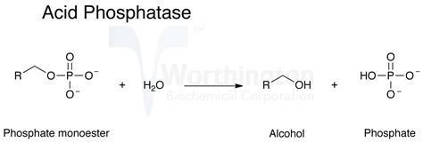 Phosphatase, Acid - Worthington Enzyme Manual