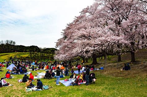 [How to] Hanami-Taking Part in a Japanese Sakura Festival