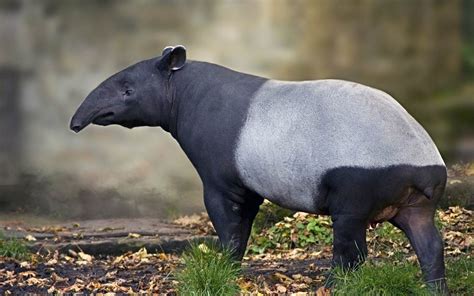 Tapir (Tapirus) – an eclectic animal | DinoAnimals.com