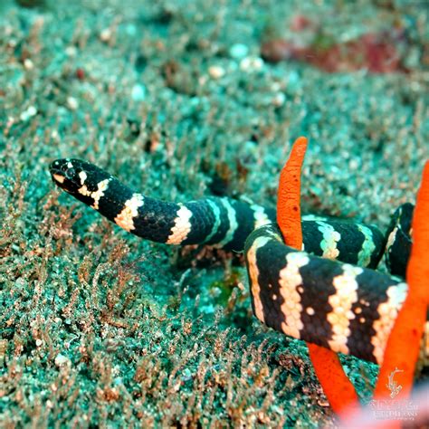 UnderwaterPhotograpy | Marine Biology Learning Center