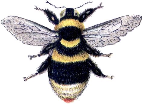 Abeille | Bee images, Bee art, Bee illustration