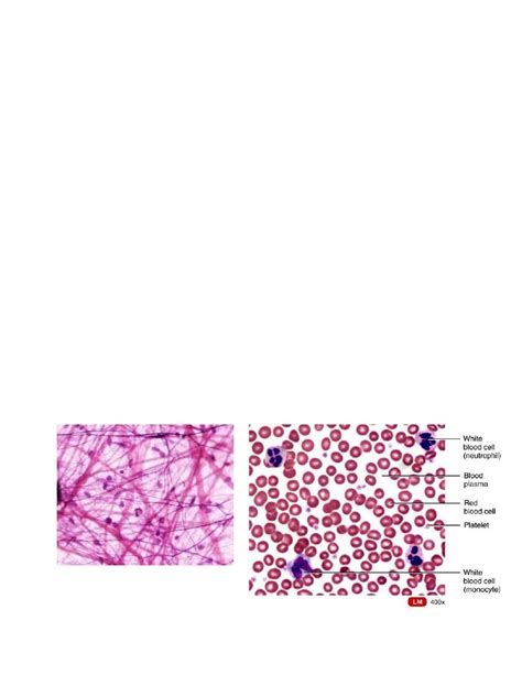 Practical blood typing pdf - ... - Muhadharaty