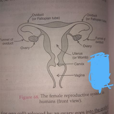 draw a labelled diagram of human female reproductive system and label ...