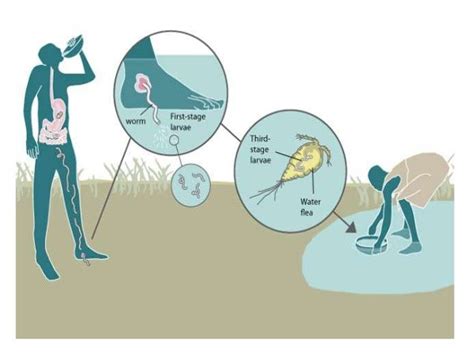 Dracunculiasis Life Cycle