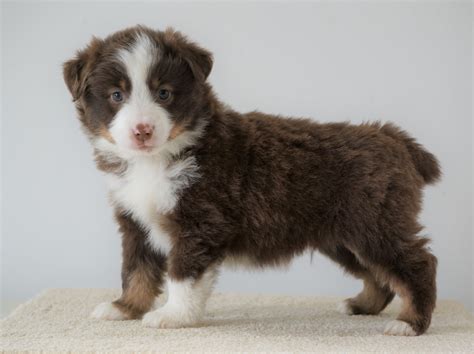 Mini Australian Shepherd For Sale Loudenville, OH Male- Royal – AC ...