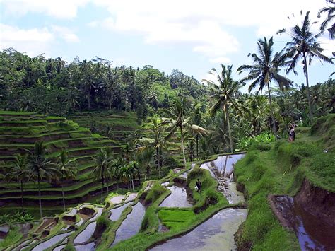 Aston Martin: Gambar Pemandangan Sawah Dan Pegunungan Terindah Car ...