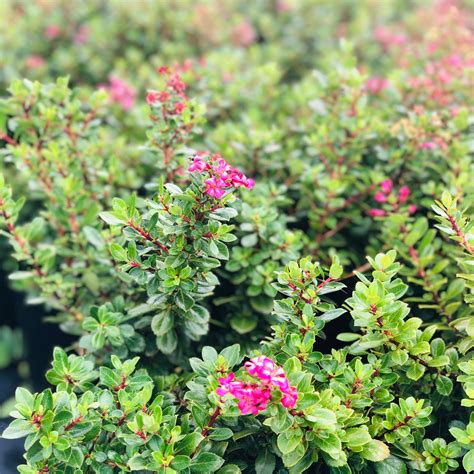 Small to Medium Shrubs & Hedging — Amazon Plant Growers