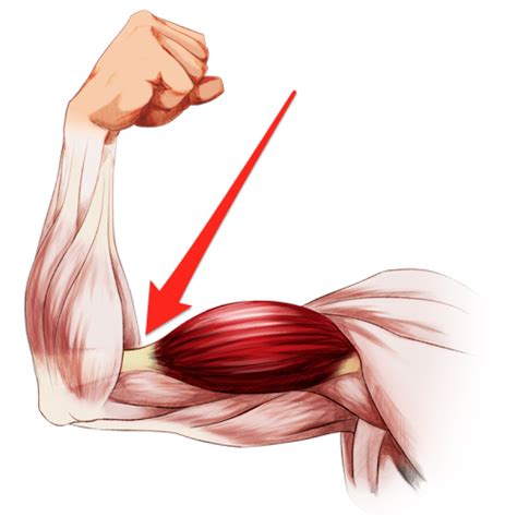 Thumb Elbow Muscle Forearm Anatomy Png Clipart Abdomen Anatomy | Images ...