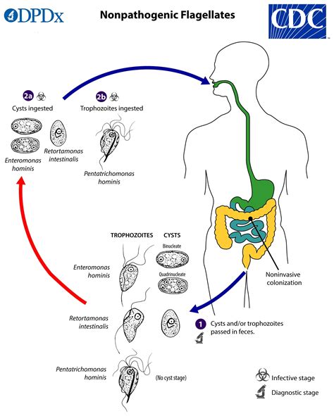 Blastocystis Hominis Life Cycle