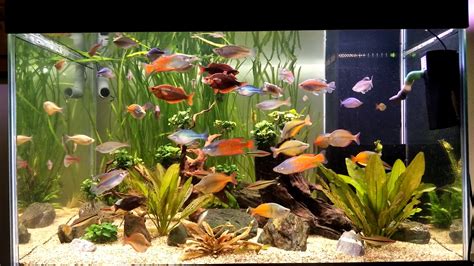 My Rainbow fish tank - YouTube