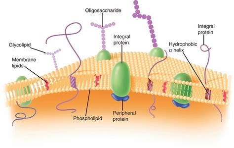 21 Bacteria—Basic Concepts | Basicmedical Key