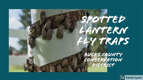 Spotted Lanternfly: Tree Banding & DIY Circle Trap Flying Lantern ...