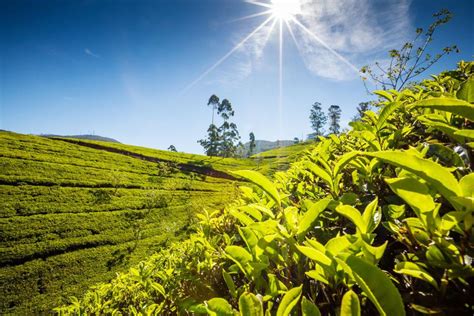 Sri Lanka Tea Plantations