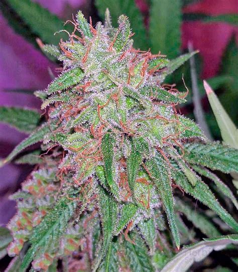 Buy Tangerine Dream feminized seeds by Barney's Farm - Herbies