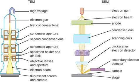 Pin by Nicki Saunders on Megan | Microbiology, Scanning electron microscope, Microscopy