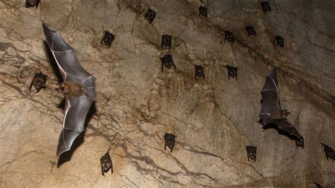 College of the Canyons student bitten by possible rabid bat in Valencia | abc7.com