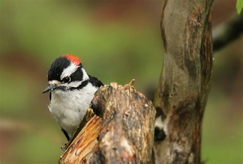 Downy Woodpecker - FeederWatch